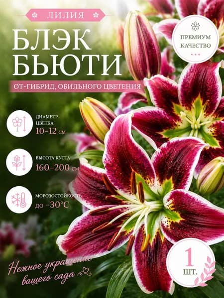 Луковицы