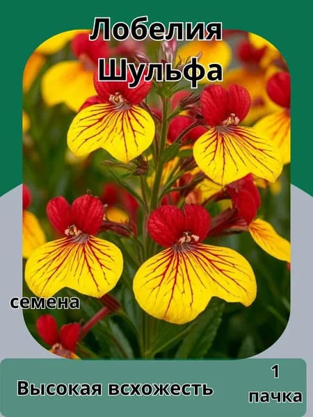 Лобелия Шульфа, семена 10шт