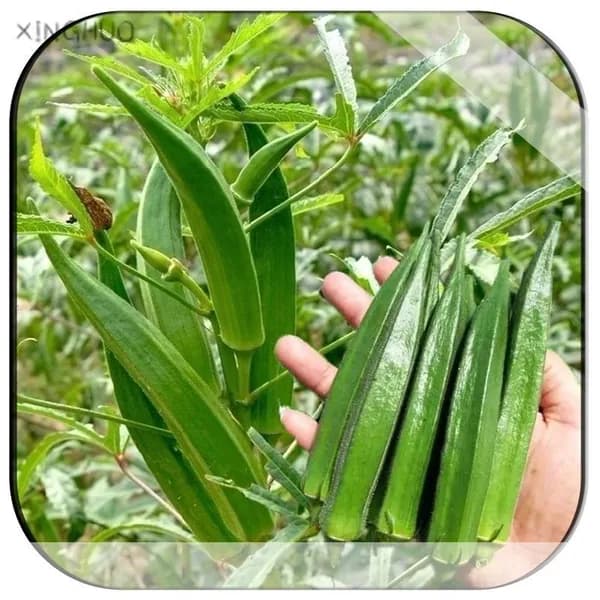 110 кусочков сливочно-фруктовой бамии