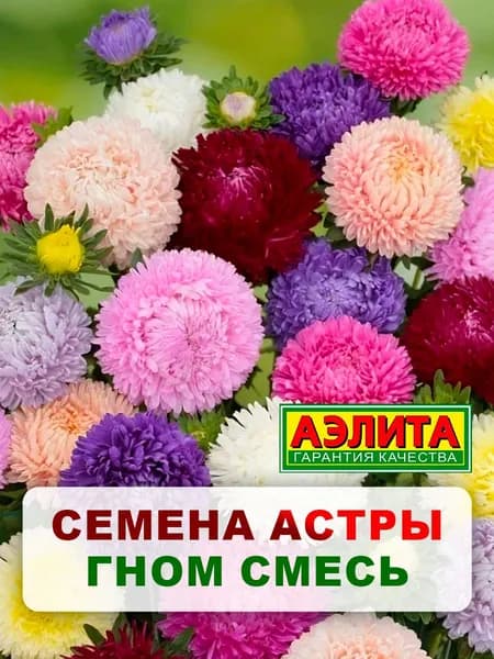 Семена астра "Гном", смесь, 0,2 г, однолетние цветы, для дачи, сада и огорода, клумбы, в открытый грунт