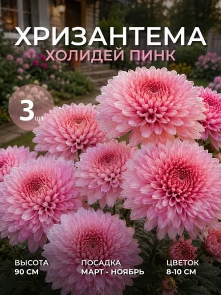 Хризантемы Холидей Пинк саженец 3 шт
