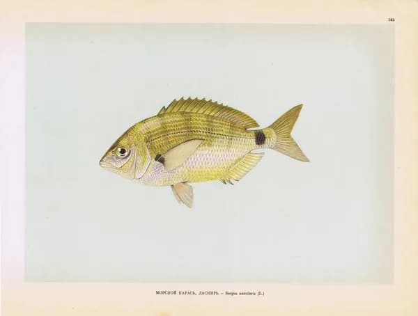 Рыбы. Морской карась (ласкирь). Антикварная офсетная литография. СССР, 1949 год