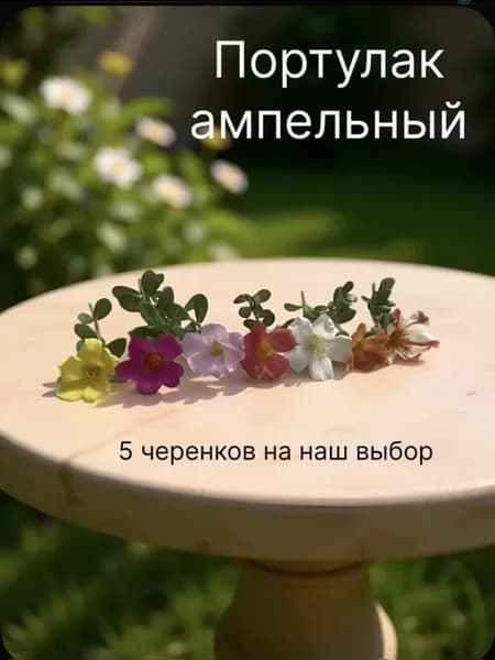 Портулак ампельный Набор микс из 5 черенков