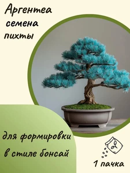 Пихта Аргентеа(бонсай), 10 шт. семян