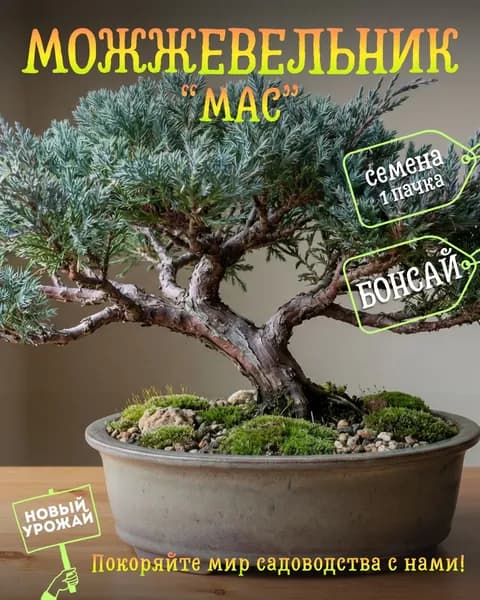 Можжевельник казацкий Мас, семена, 10 шт. (бонсай)