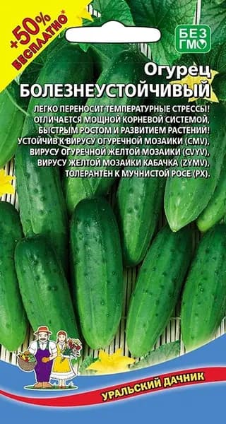 Огурец Болезнеустойчивый семена10шт+5шт (бесплатно), пчелоопыляемый, белошипный