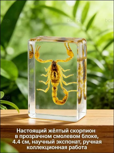 Коллекционный сувенир с настоящим скорпионом, изготовленный из эпоксидной смолы, 4,4 см, премиумэкземпляр для ценителей энтомологии