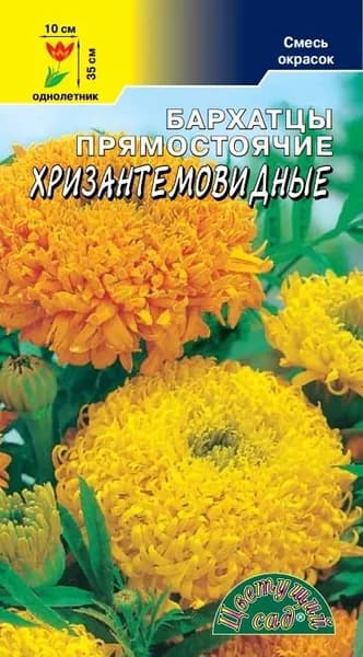 Бархатцы Хризантемовидные