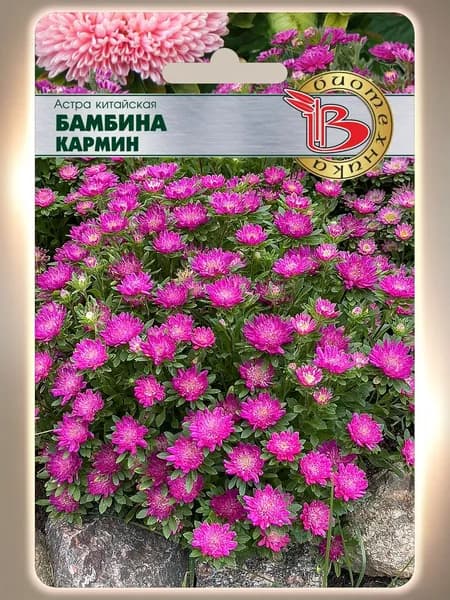 Астра китайская Бамбина Кармин (семена БИОТЕХНИКА, 20 шт.)