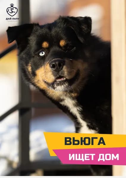 Помочь Вьюге найти дом