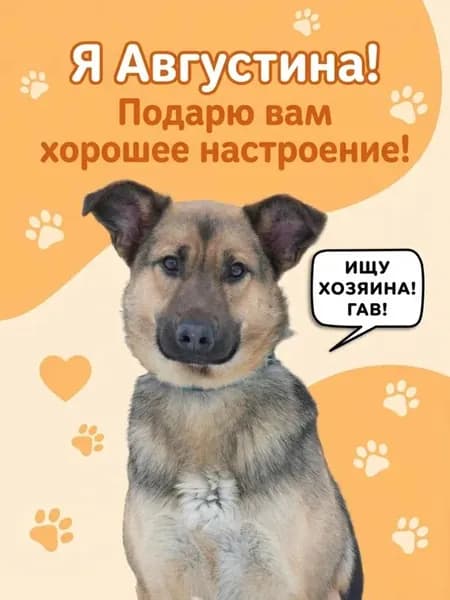 Помочь Августине найти дом