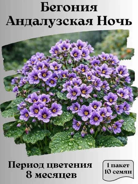 Бегония Андалузская Ночь, семена, 10 шт.