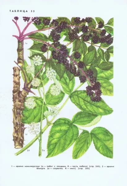 Растения. Аралия, амми, горичник. Двухсторонняя антикварная офсетная литография. СССР, 1976 год