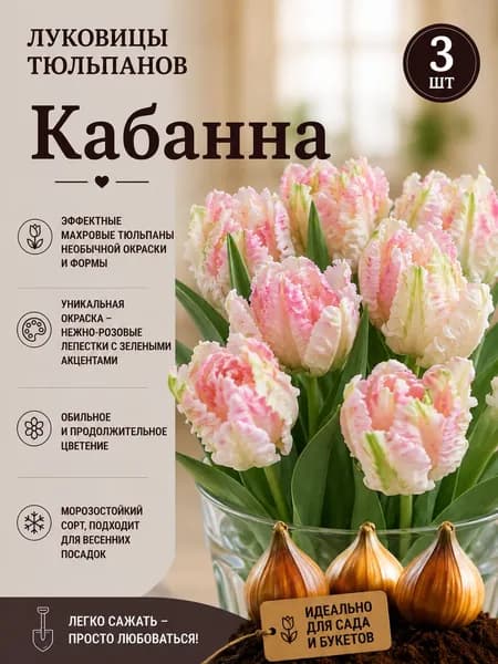 Луковицы тюльпанов Кабанна 3 шт