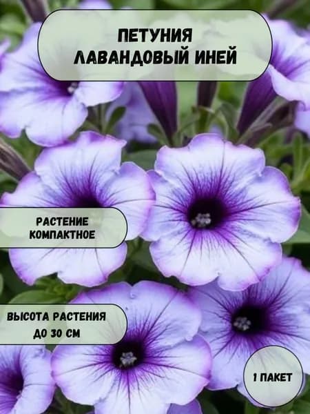 Петуния Лавандовый иней, 1 пачка
