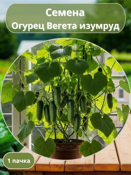 Огурец Вегета изумруд, семена 10 шт
