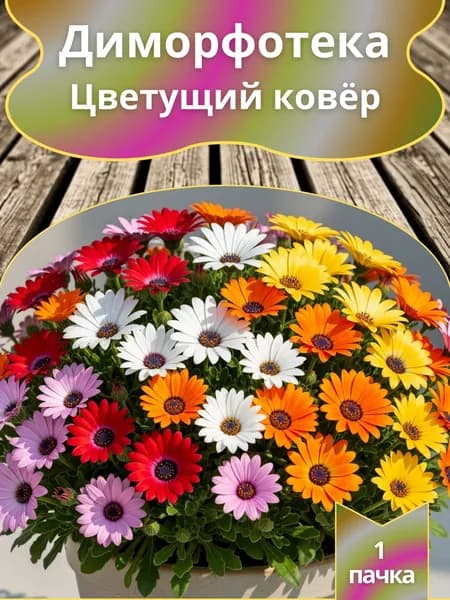 Диморфотека Цветущий ковёр , семена 10 шт.