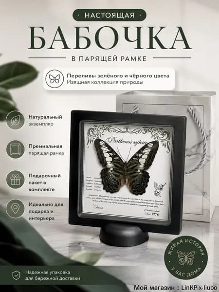 Коллекционная бабочка в рамке, экспонат для энтомологической коллекции и декора интерьера