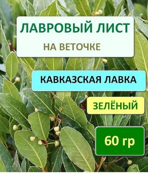 Лавровый лист на Ветке Зеленый Свежий 60 гр. Годен до 01.07.2027