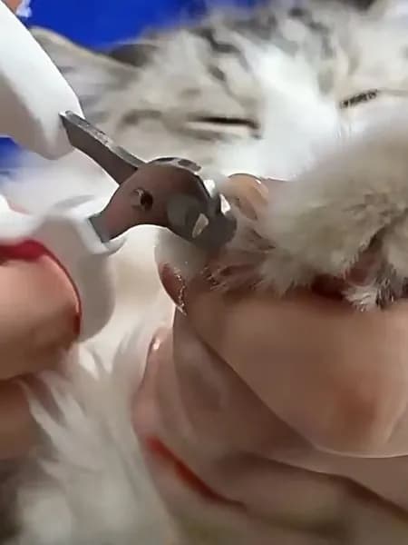 Специальные круглые отверстия для кошек и собак, без вышивки жёстких кусачек для ногтей