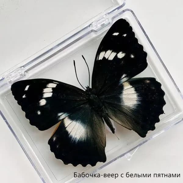 Образец бабочки