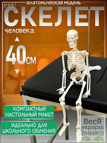 Анатомическая модель СКЕЛЕТ человека на подставке настольная 40см