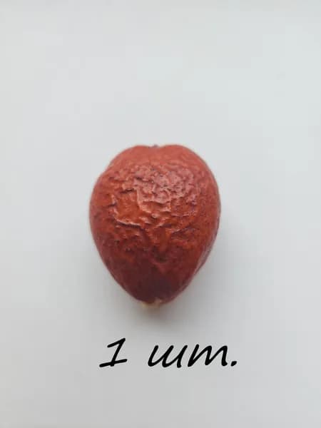 Семена саговника (Цикас революта). 1 шт.