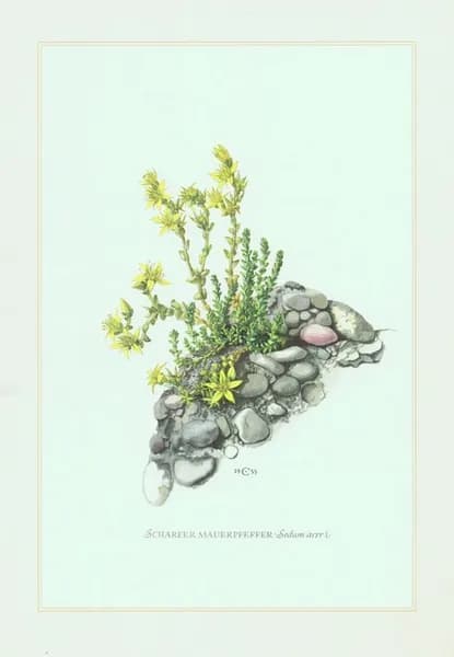 Очиток едкий. Антикварная офсетная литография. Германия, 1957 г.