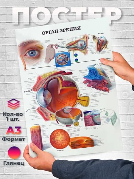 Постер "Анатомия глаза Орган зрения человека Постер А3", 42х29.7 см