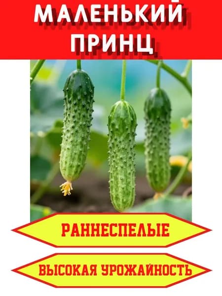 Огурец Маленький принц F1: семена (12 шт.), раннеспелый, компактный куст, идеален для теплиц
