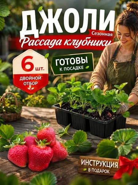 Клубника Джоли рассада средне - ранняя