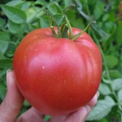 Коллекционные семена томата Кардинал
