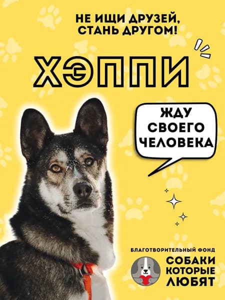 Помочь Хэппи найти дом