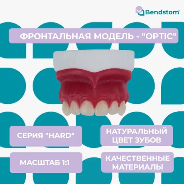 Фронтальная модель "Optic" с натуральными зубами верхней челюсти для отработки мануальных навыков / стоматологические модели для реставрации