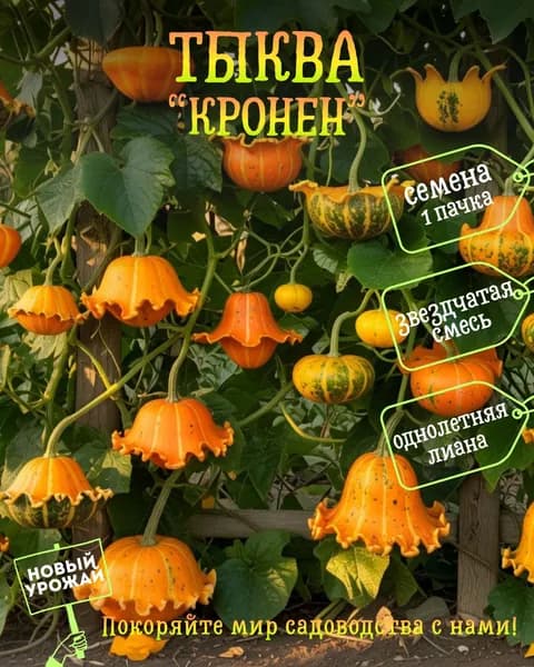 Тыква декоративная Кронен (звёздчатая смесь), семена, 10 шт.