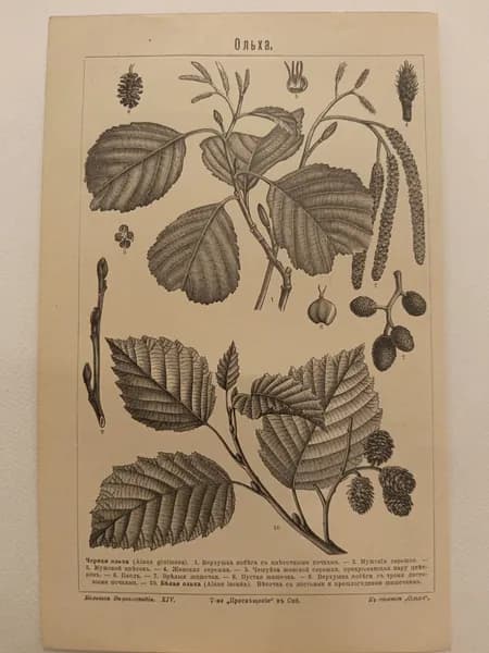 Литография из энциклопедии. Растения. Ольха. 1909г.