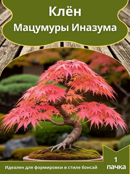 Клён Мацумуры Иназума , семена 10 шт. (бонсай)