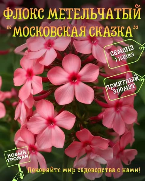 Флокс (метельчатый) Московская сказка, семена, 10 шт.