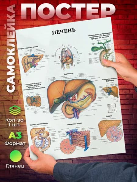 Постер "самоклеящийся Печень человека А3", 42 см х 29.7 см