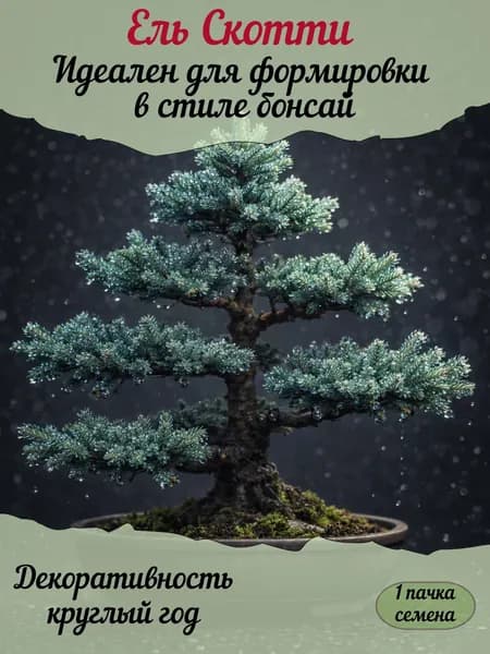 Ель Скотти, семена, 10 шт. (бонсай)