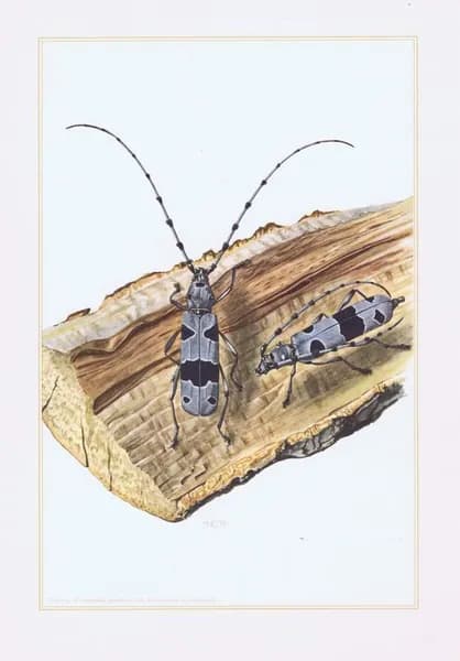 Жуки. Альпийский усач. Антикварная офсетная литография. Германия, 1957 г.