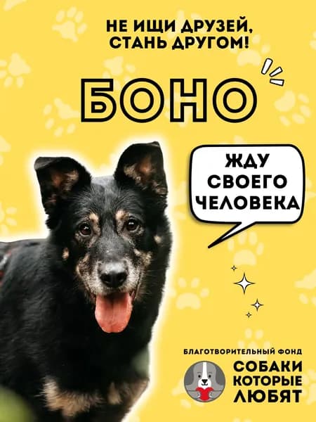 Помочь Боно найти дом