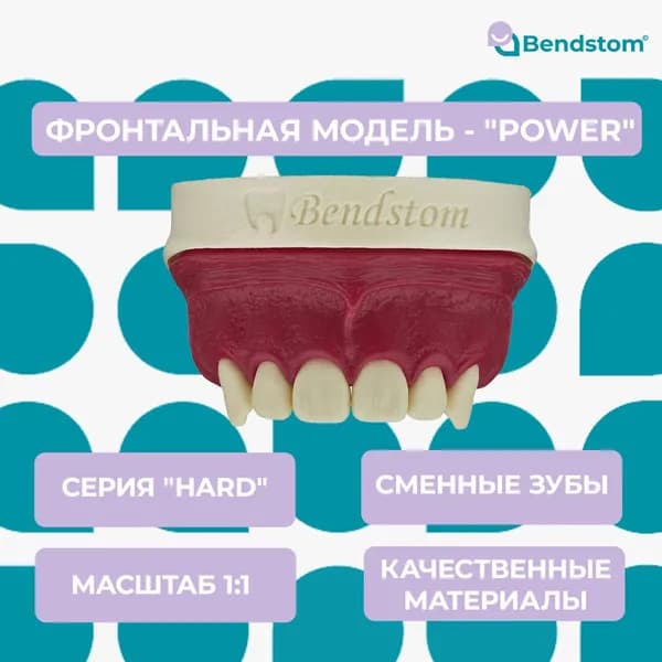 Фронтальная модель "Power" верхней челюсти со сменными зубами для отработки мануальных навыков / стоматологические модели для реставрации