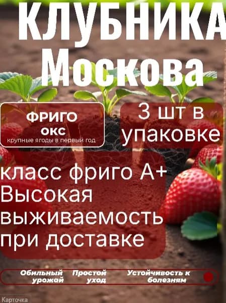 Саженцы клубники Москова по технологии Фриго 3 шт , не зкс, не копанка