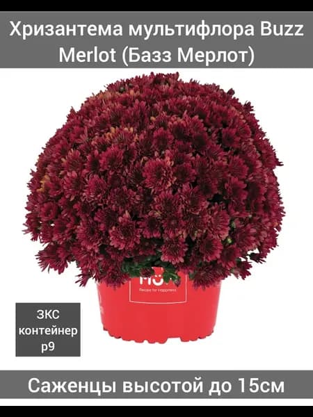 Хризантема мультифлора Buzz Merlot 1шт