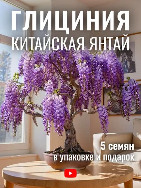 Глициния Китайская Янтай, Семена, 5 шт, древовидная лиана для бонсай, беседок и вертикального озеленения