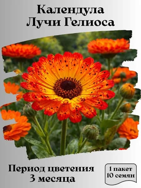 Календула Лучи Гелиоса, семена, 10 шт.