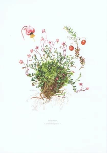 Клюква. Антикварная офсетная литография. Германия, 1960 год
