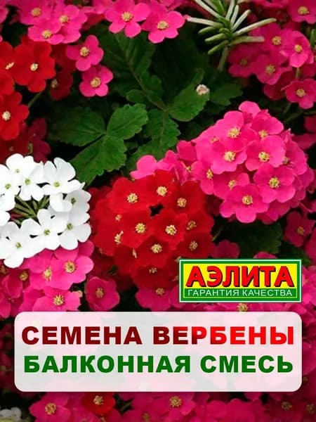 Семена вербена "Балконная", смесь, 40 шт, однолетние цветы, для дачи, сада и огорода, клумбы, на балкон, в ящик, в открытый грунт