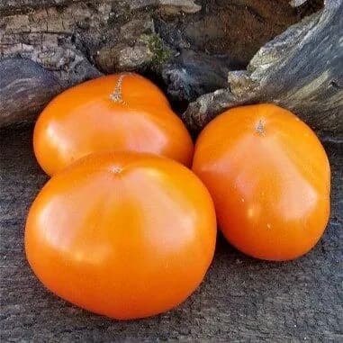 Коллекционные семена томата Королева Марбена